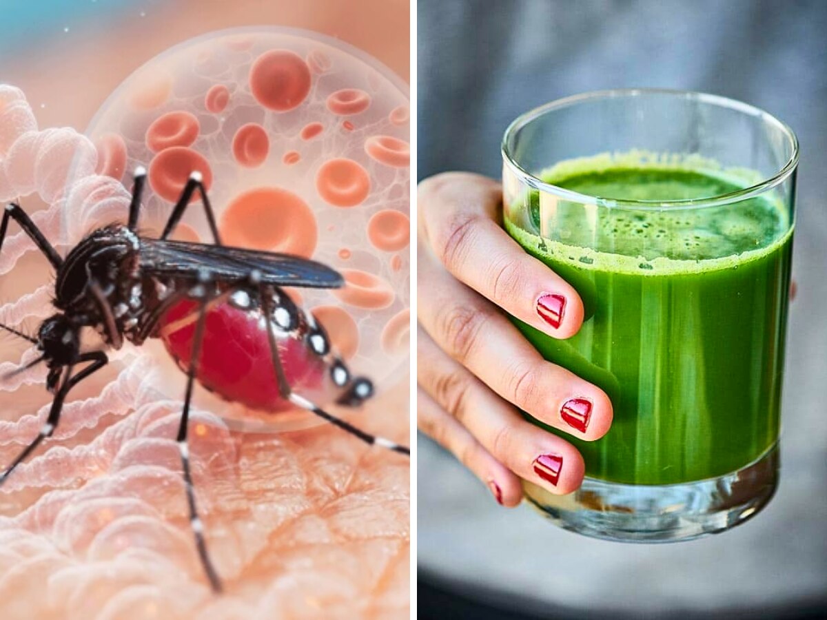 Dengue Fever: ये हरा जूस डेंगू मरीज के लिए संजीवनी, बुखार से लेकर अस्थमा में भी फायदेमंद, डॉ. ने बताया कितनी खुराक ले