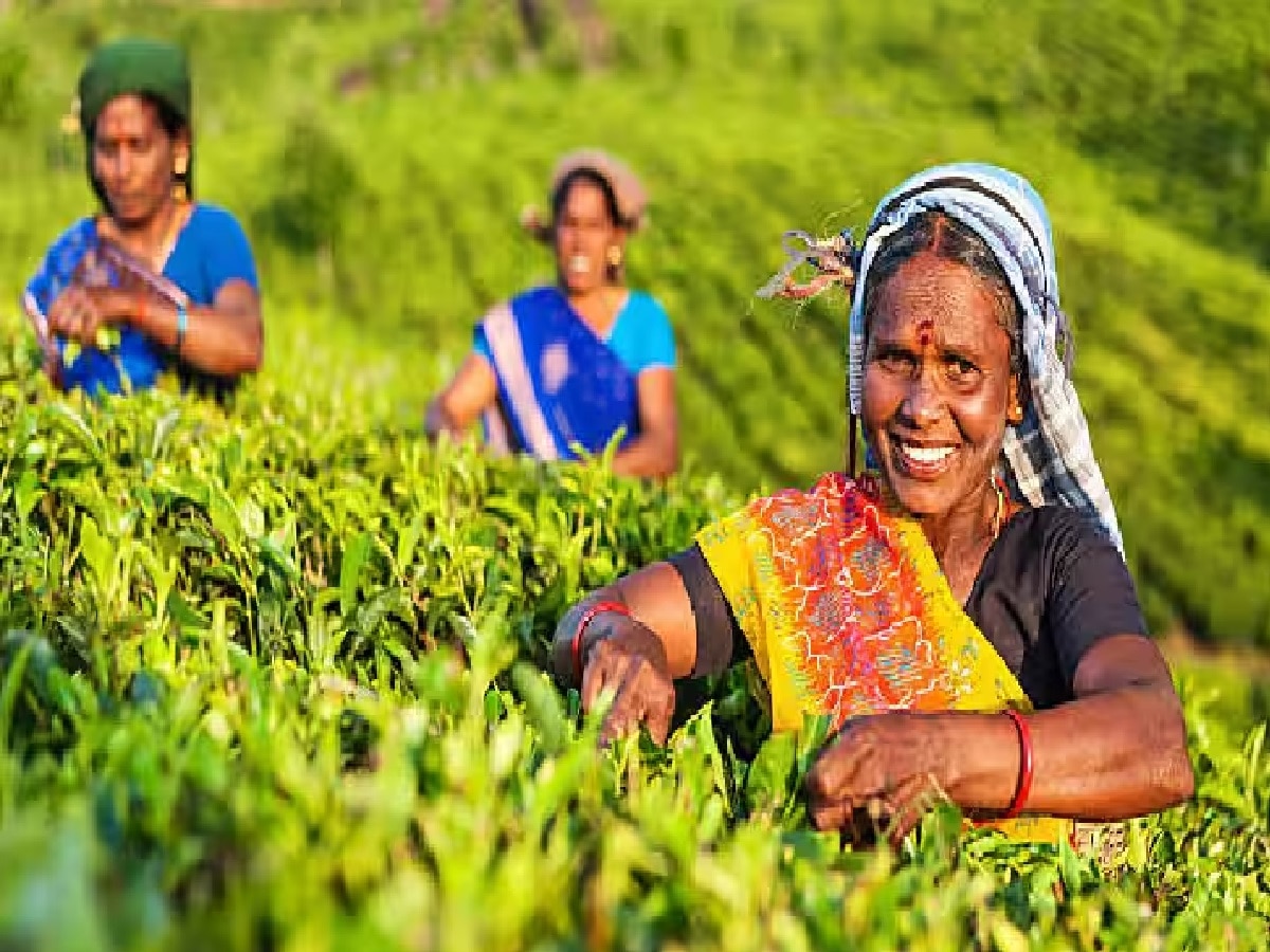 Good News: चाय की खेती से मालामाल होंगे किसान! बिहार सरकार दे रही ढाई लाख रुपये की सब्सिडी, फटाफट ऐसे करें आवेदन 