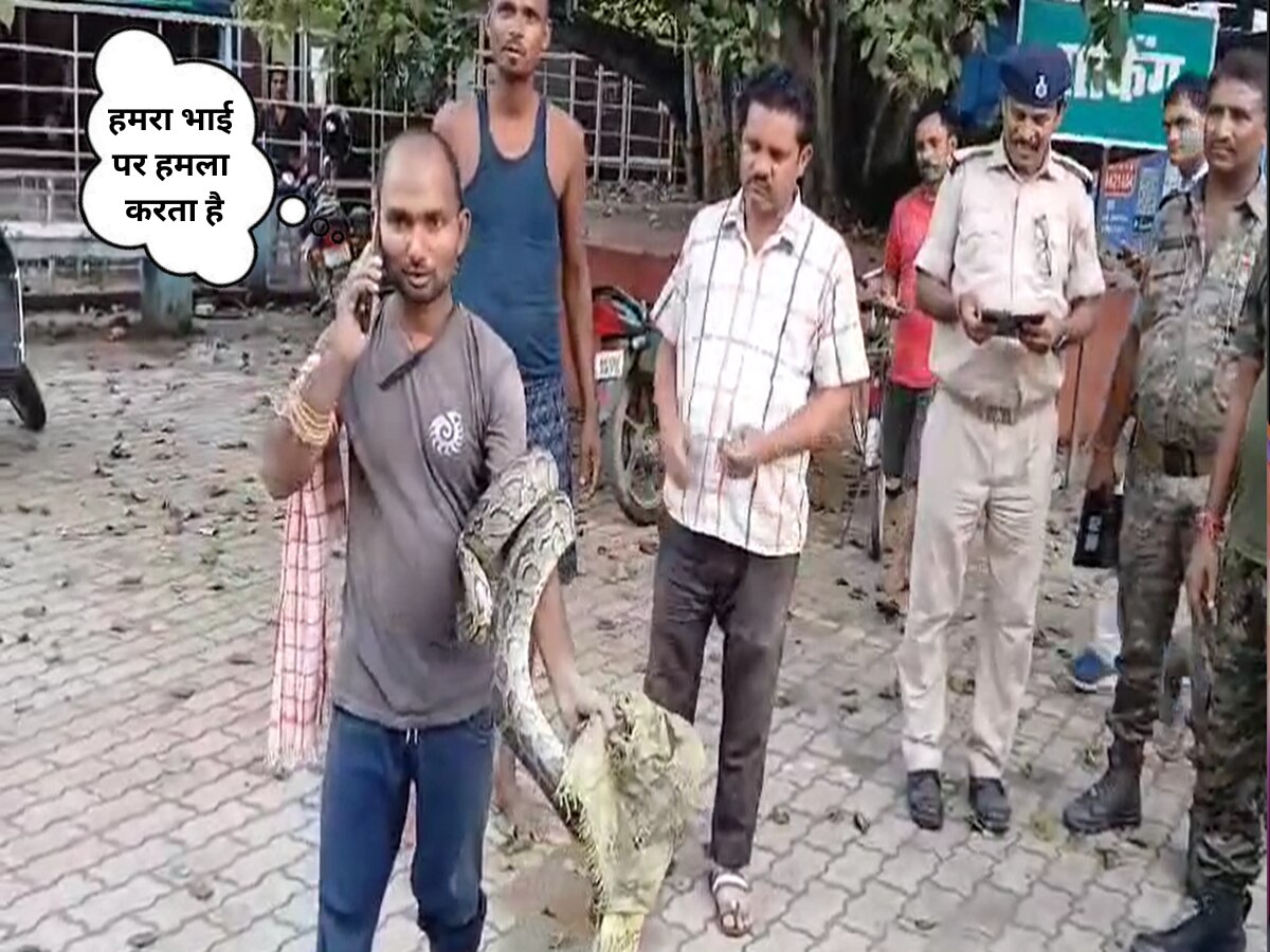 young man who went to catch python himself became victim then brother ...
