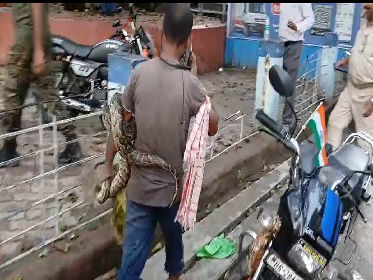 young man who went to catch python himself became victim then brother ...