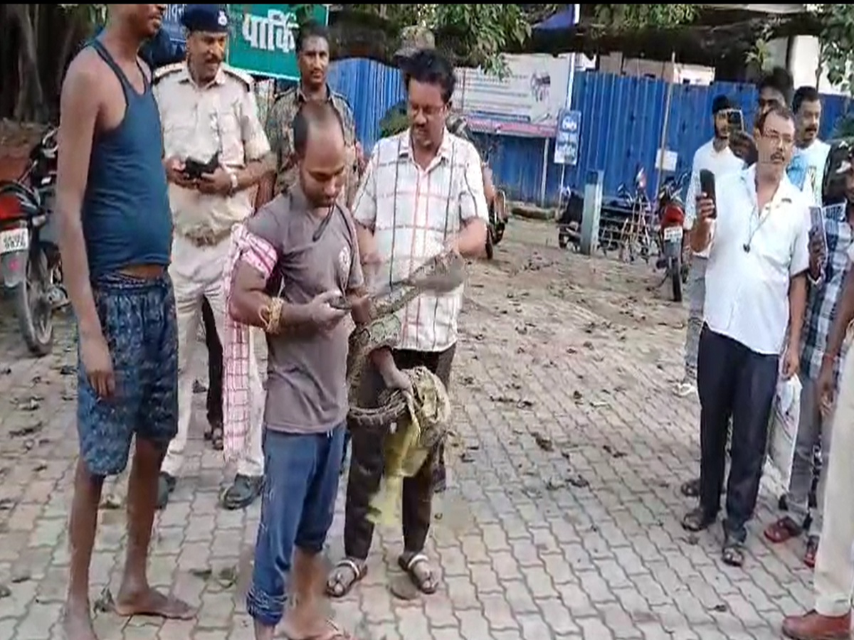 young man who went to catch python himself became victim then brother ...