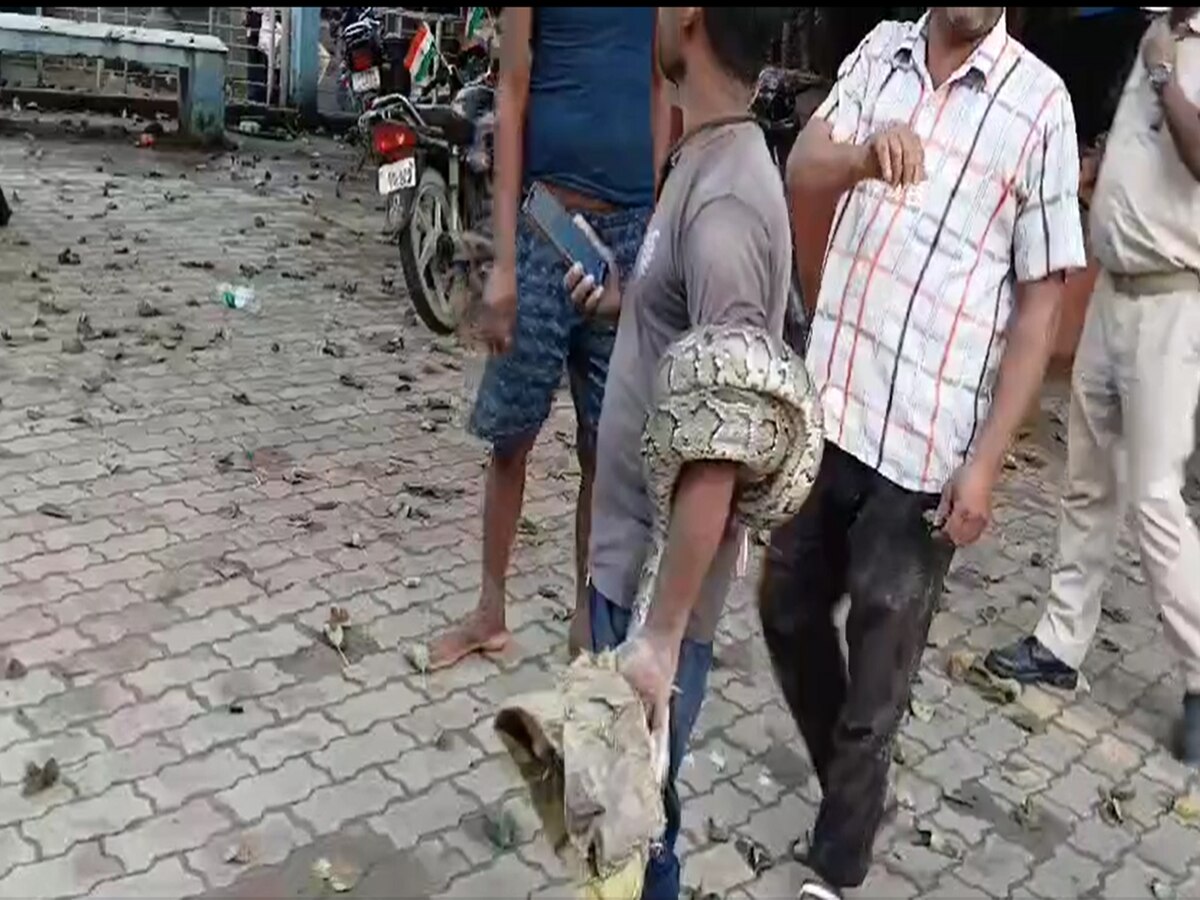 young man who went to catch python himself became victim then brother ...