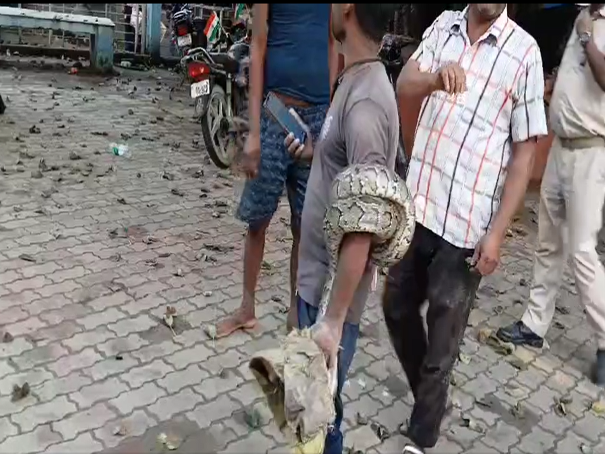 young man who went to catch python himself became victim then brother ...