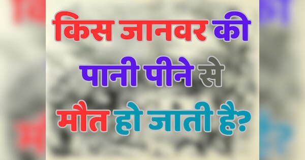 GK Quiz: किस जानवर की पानी पीने से मौत हो जाती है?