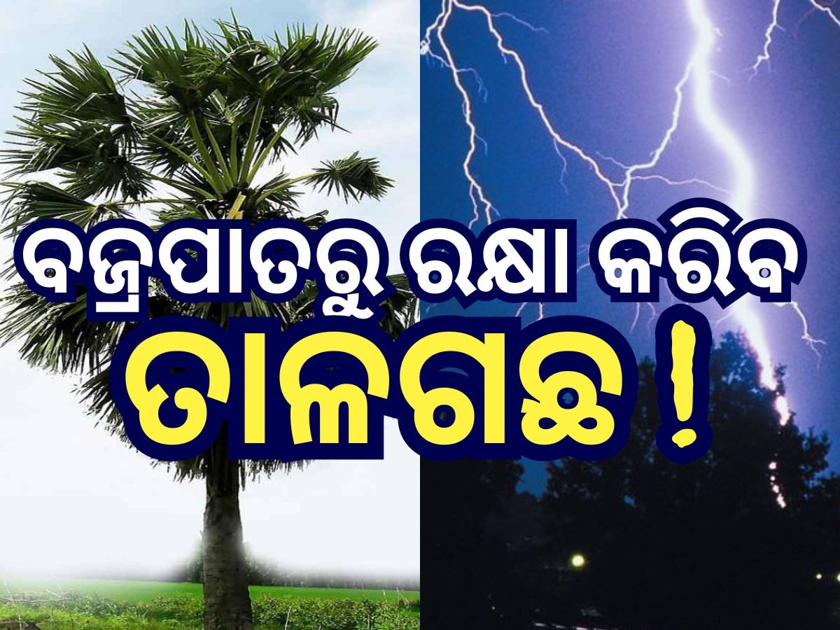 ବଜ୍ରପାତ ପାଇଁ ବିଶେଷ ପଦକ୍ଷେପ, ବର୍ଷକରେ ଲାଗିବ ୨୦ ଲକ୍ଷ ତାଳ ଗଛ !