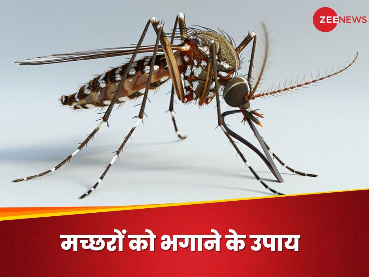 World Mosquito Day: मच्छरों को कैसे रखें घर से दूर? परिवार से हटाएं डेंगू मलेरिया का साया