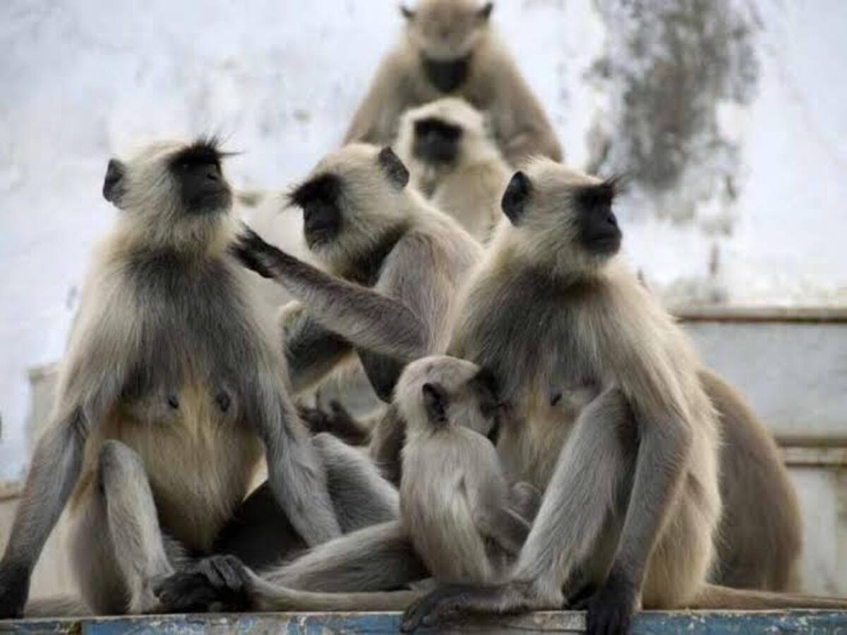 monkey squad will be formed in the state to reduce monkey oppression