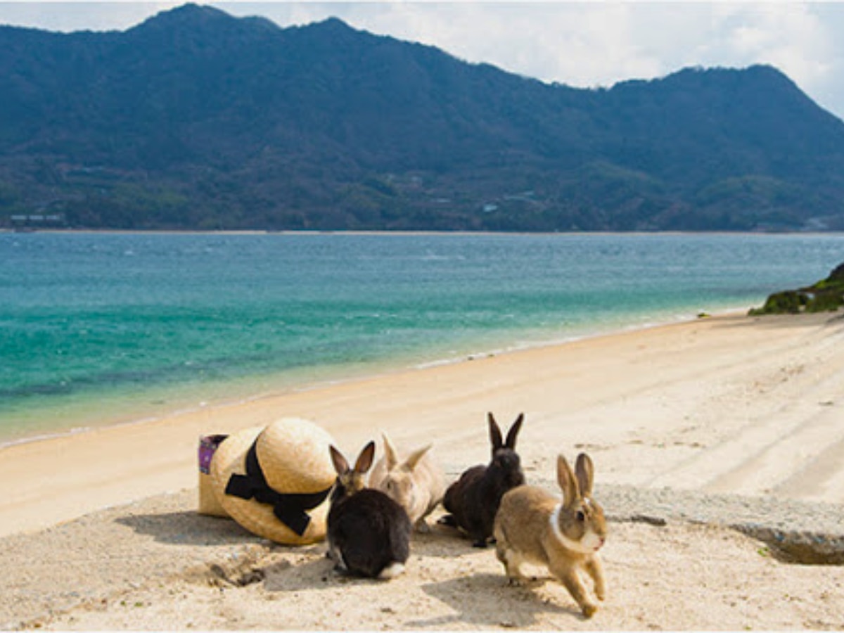 6 island which ruled by animals snake horse red crab cat quokka rabbit ...