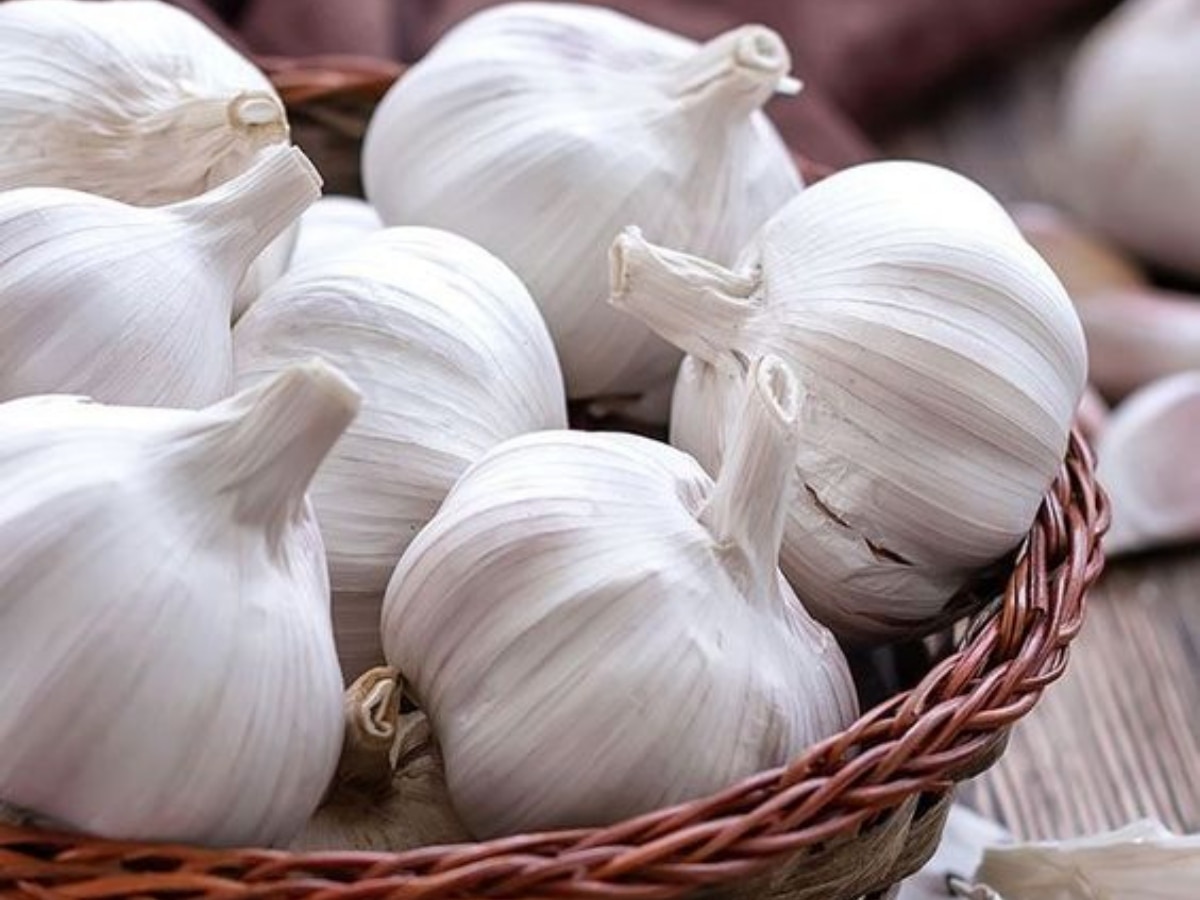 garlic