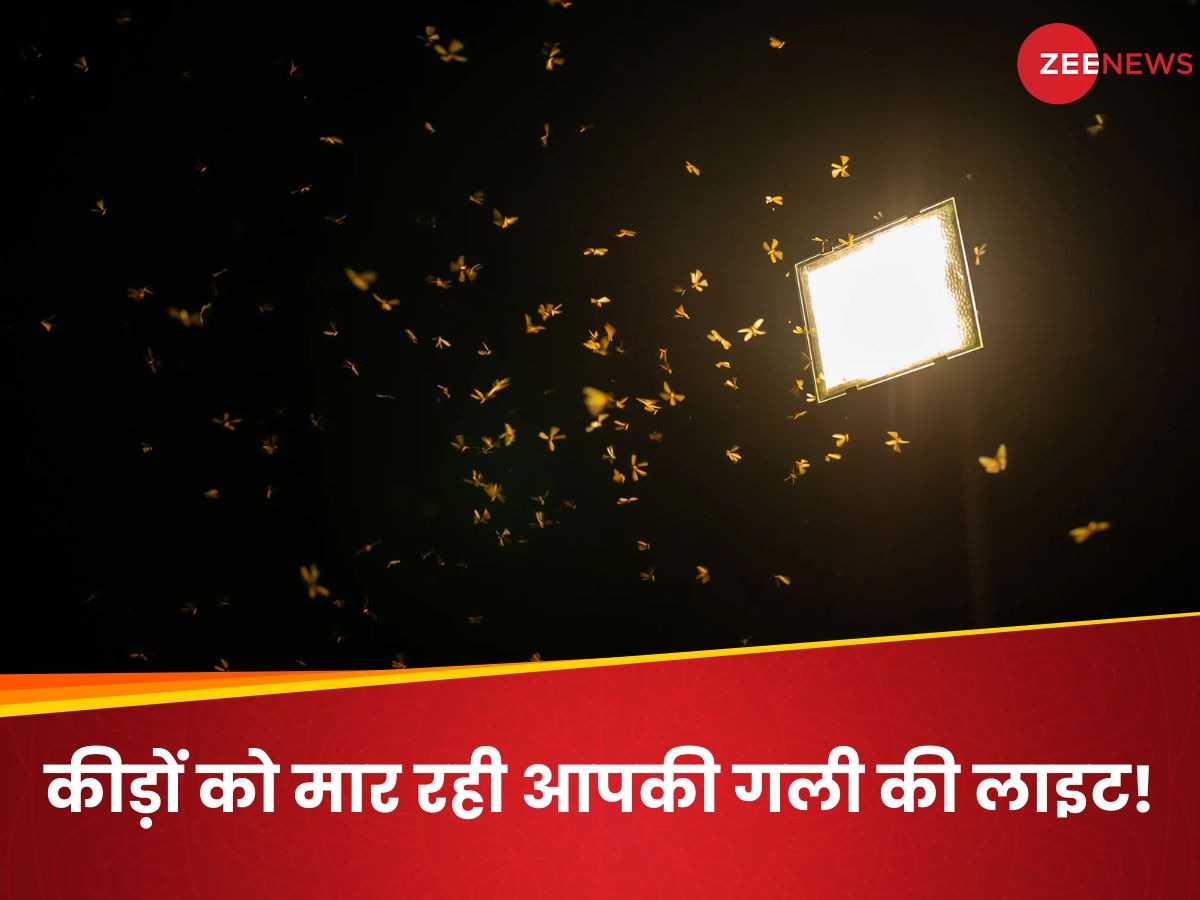 रोड पर लगी लाइटों से भूखों मर रहे कीड़े! वैज्ञानिकों की चेतावनी- बिगड़ सकता है प्रकृति का संतुलन