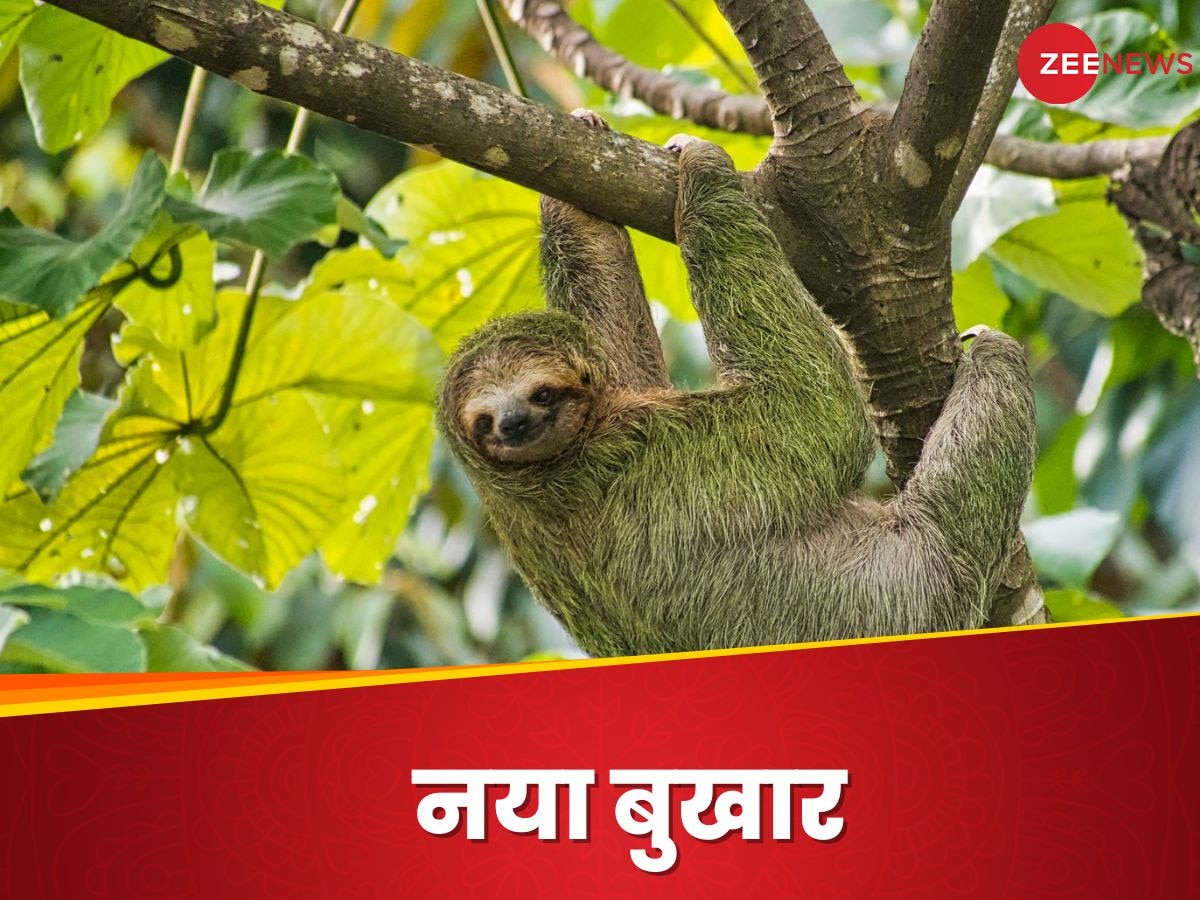 Sloth Fever: एमपॉक्स की थी टेंशन, आ गया नए किस्‍म का 'आलसी बुखार', हल्‍के में न लें; भारी पड़ेगा