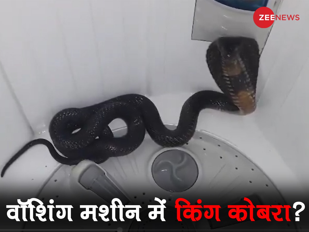 King Cobra Video: अंकल ने वॉशिंग मशीन खोला तो दिखा खतरनाक KING COBRA, फिर देखें क्या हुआ