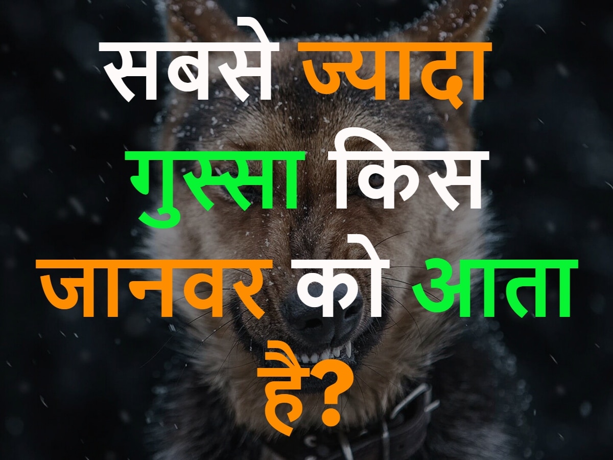 GK Quiz: सबसे ज्यादा गुस्सा किस जानवर को आता है?