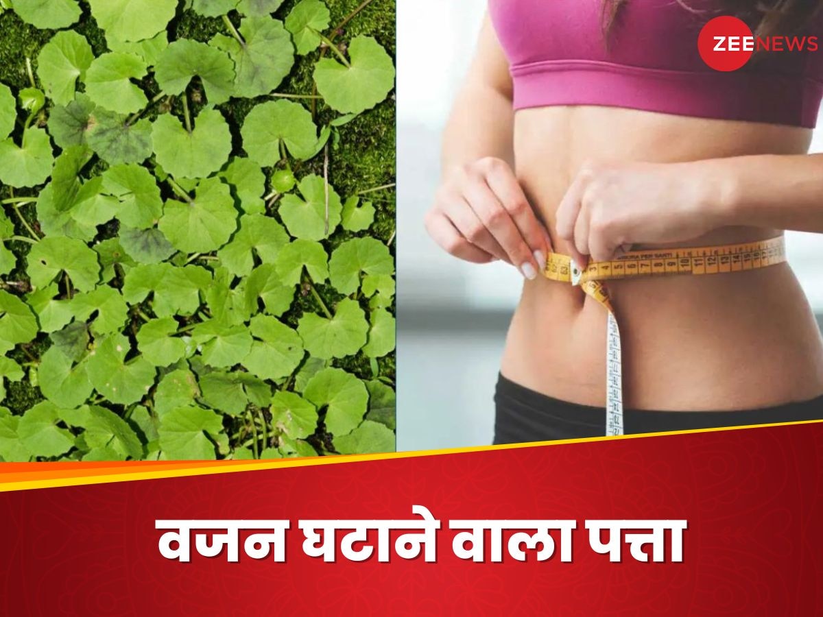 Weight Loss Leaf: मोटापे का दुश्मन है ये हरा पत्ता, पिघला सकता है पेट की जिद्दी चर्बी