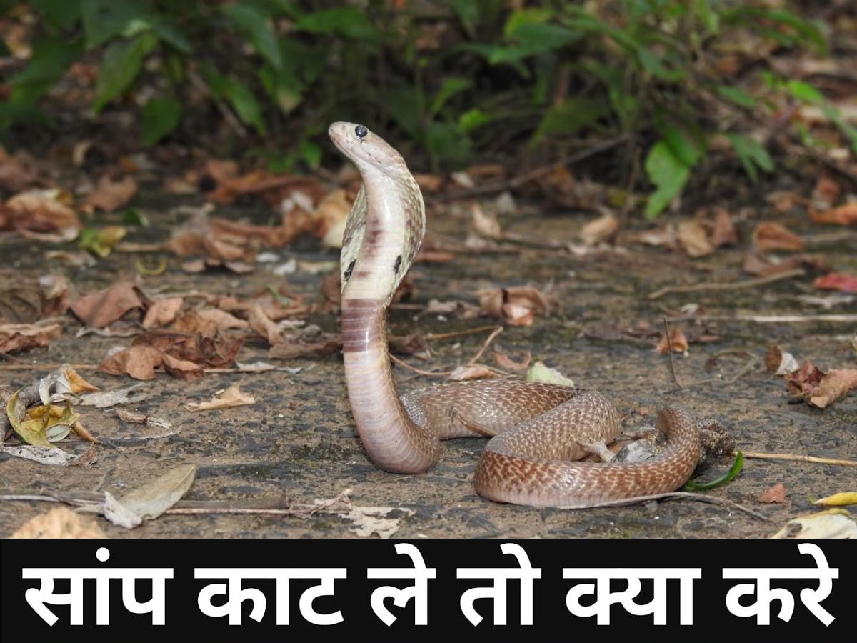 Snakebite: इस शहर में डरावना संयोग, जुलाई में सांप के काटने के 41 मामले, बीते साल से 4 गुना ज्यादा; कर्नाटक में सबसे ज्यादा मौतें!