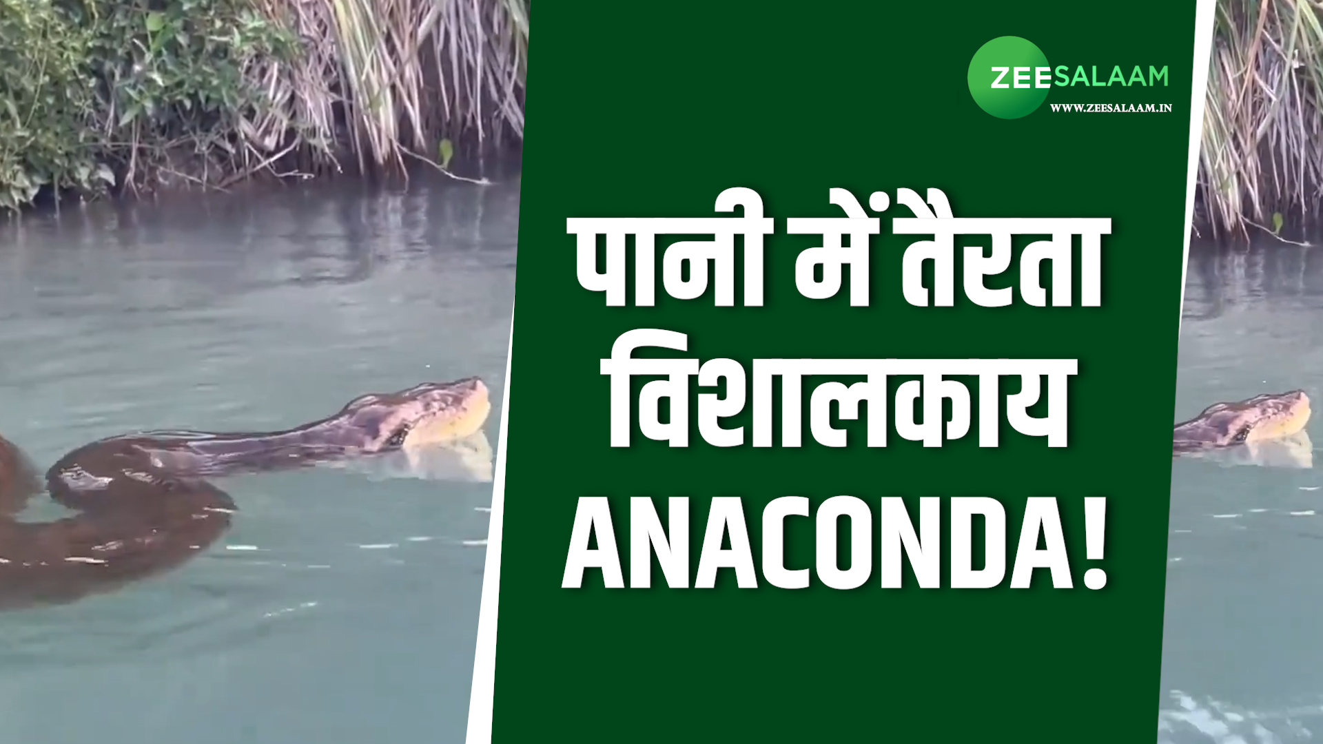 World largest snake Anaconda found in water video viral | Anaconda ...