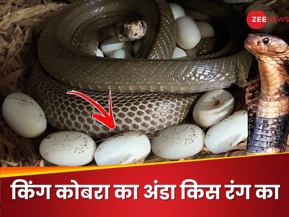 King Cobra: किंग कोबरा के अंडे किस रंग के होते हैं? पैदा होने तक कैसे होती है देखभाल