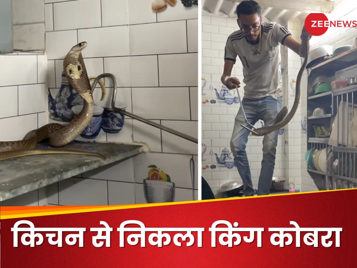 King Cobra Video: बारिश में फूंक-फूंककर रखे किचन में कदम, यहां पर छिपा हुआ मिला किंग कोबरा