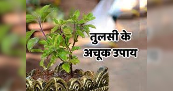 Astro Tips For Tulsi Manjari Do These Upay To Get Maa Lakshmi Blessing Your Locker Will Fulfill 7817