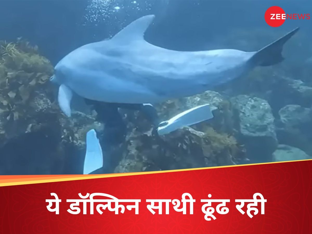 Dolphin Attack: समुद्र में अकेली और हवस में पागल है यह डॉल्फिन! इंसानों को बना रही निशाना