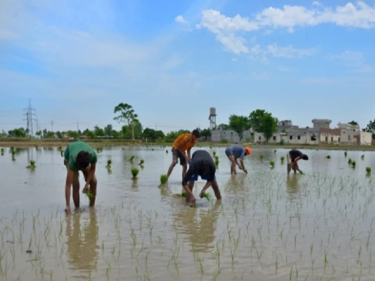 Bihar News: बिहार में किसानों में जगी आस, धान की रोपनी और मक्के की बुआई कई जिलों में 100 प्रतिश