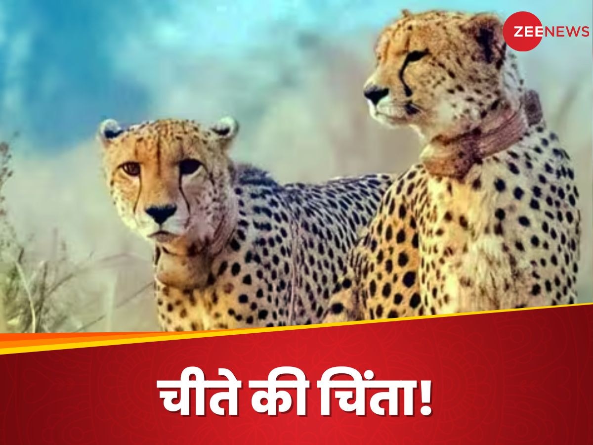 Project Cheetah: आगे कुआं पीछे खाई जैसी दिक्कत में विदेश से लाए गए चीते, क्या है फुर्तीले मेहमानों की दोहरी मुश्किल?