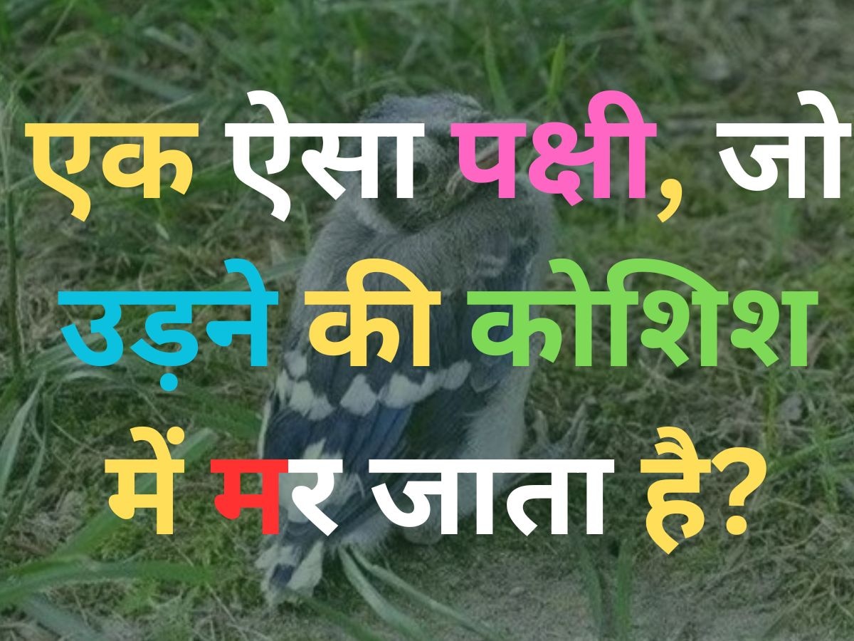 Quiz: एक ऐसा पक्षी, जो उड़ान भरने की कोशिश करता है तो मर जाता है?