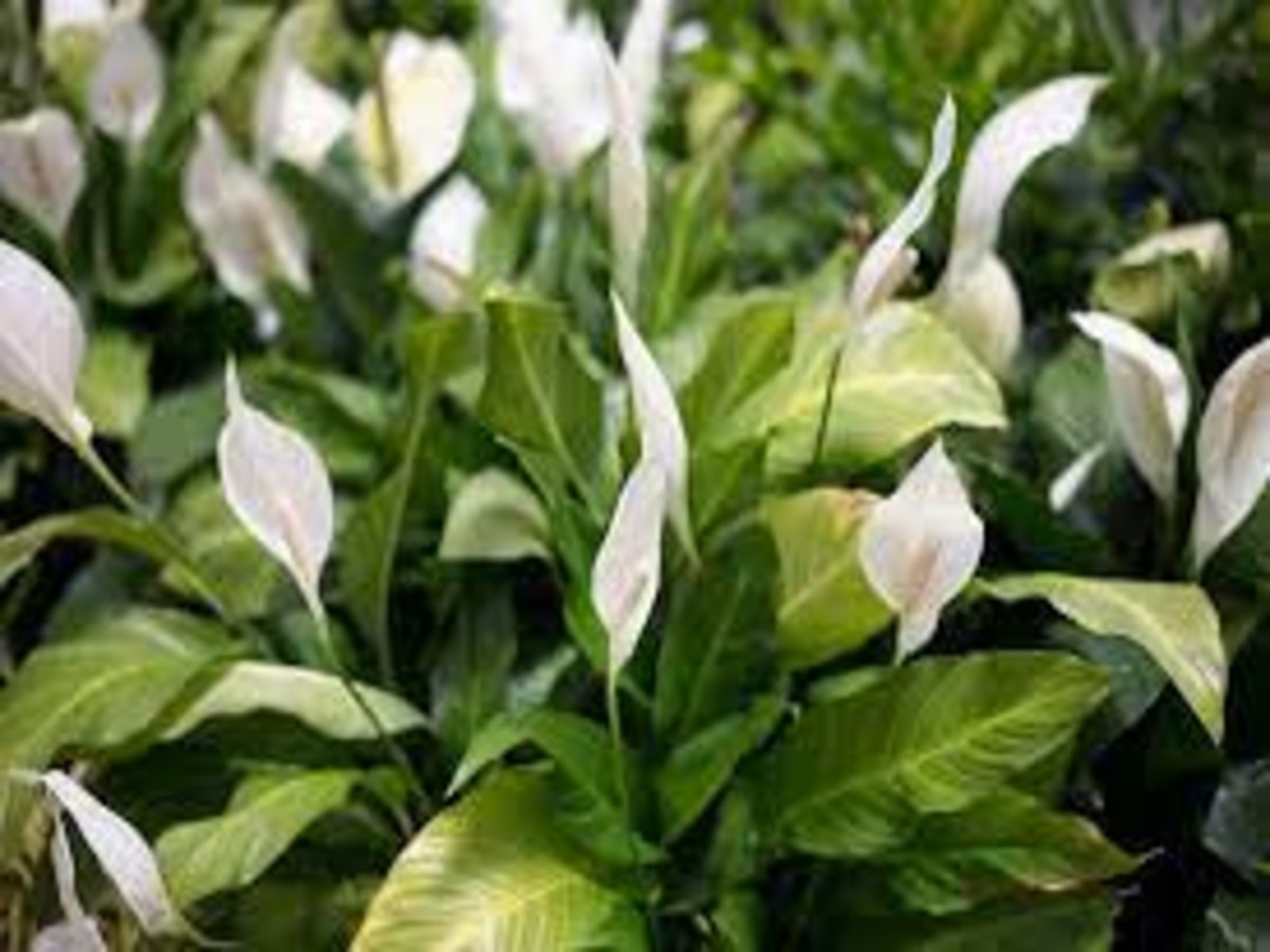 vastu tips for peace lilly