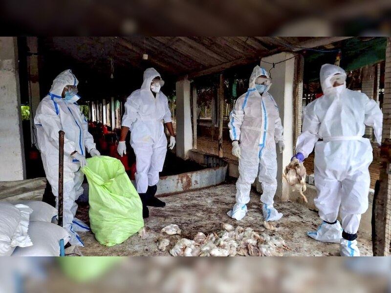 Human case of bird flu detected in Odisha