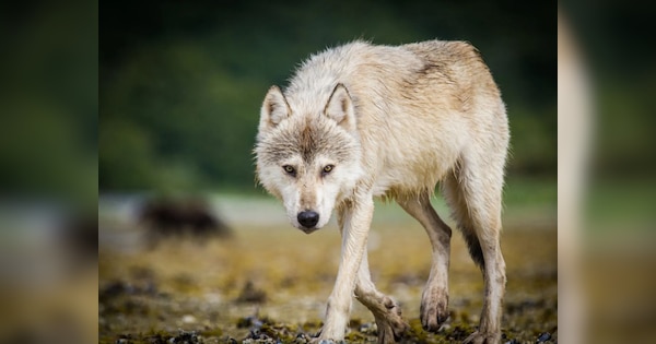 Wolf Attack: बच्चों को साड़ी से बांधकर सो रहीं महिलाएं...यूपी के बहराइच में दहशत, जानें- भेड़िया क्यों कर रहा अटैक?