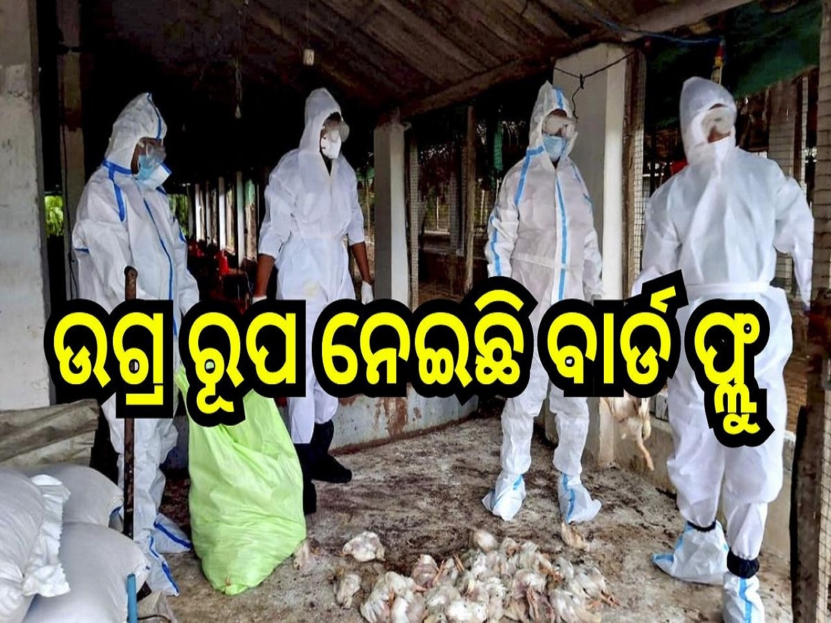 Bird Flu: ପିପିଲି ଓ ସତ୍ୟବାଦୀ ଅଞ୍ଚଳରେ ଉଗ୍ର ରୂପ ନେଇଛି ବାର୍ଡ ଫ୍ଲୁ 