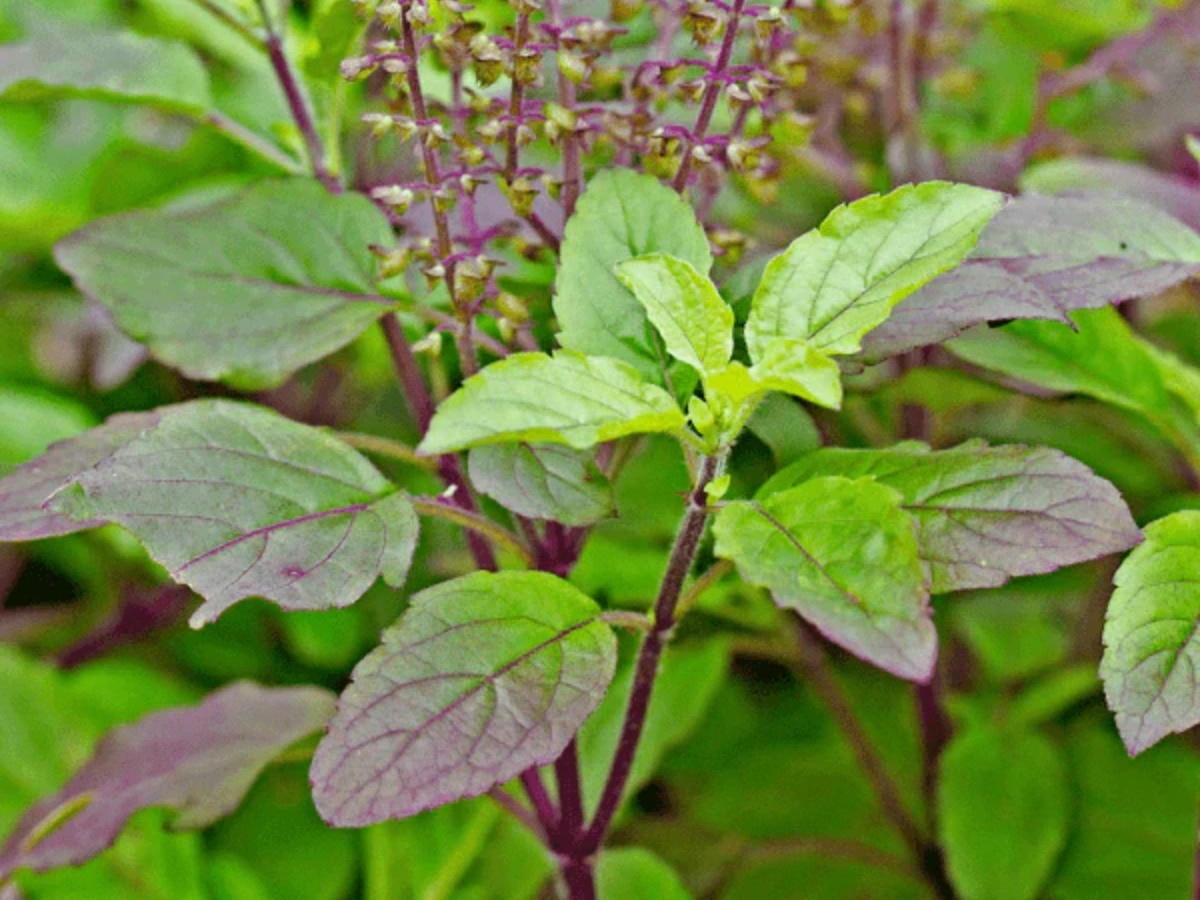 Benefits of tulsi