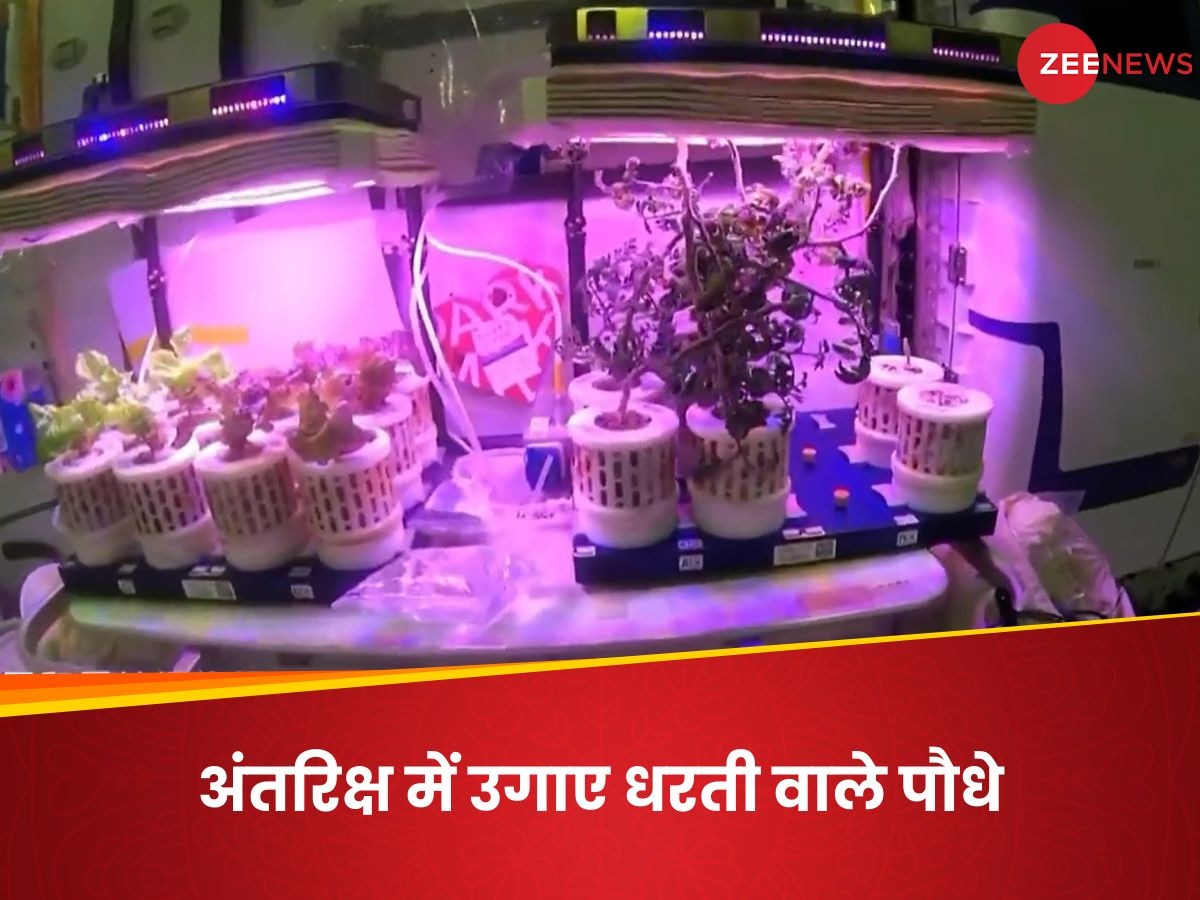 Science News: चीनी एस्ट्रोनॉट्स ने तियांगोंग अंतरिक्ष स्टेशन के भीतर उगाए पौधे, देखिए वीडियो