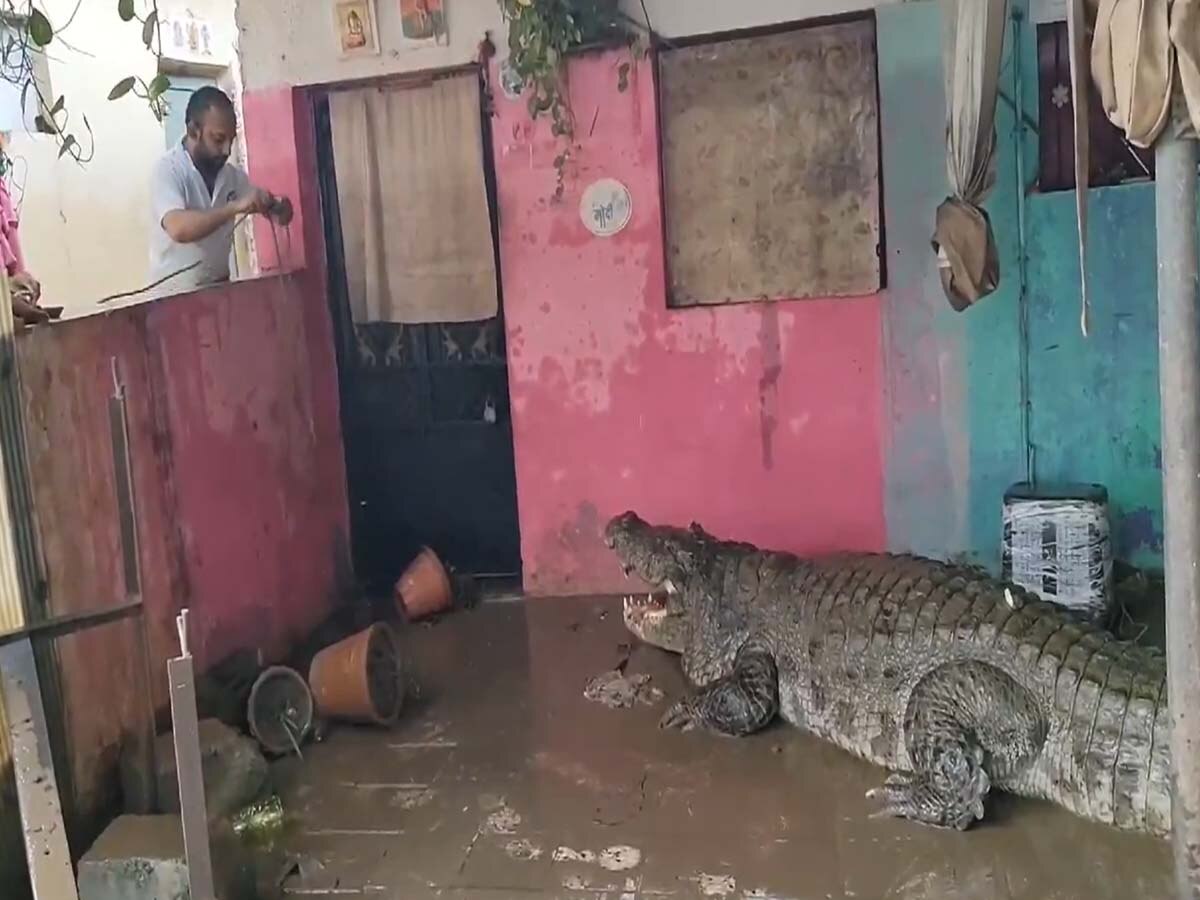 VADODARA Crocodile Video: गांव में घुसा 15 फीट लंबा मगरमच्छ, घर के बाहर कर रहा था आराम