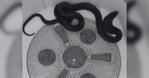 बाप रे! इतना बड़ा सांप, वॉशिंग मशीन के अंदर निकला 5 फीट का किंग कोबरा, नजारा देख खड़े हो गए लोगों के रोंगटे