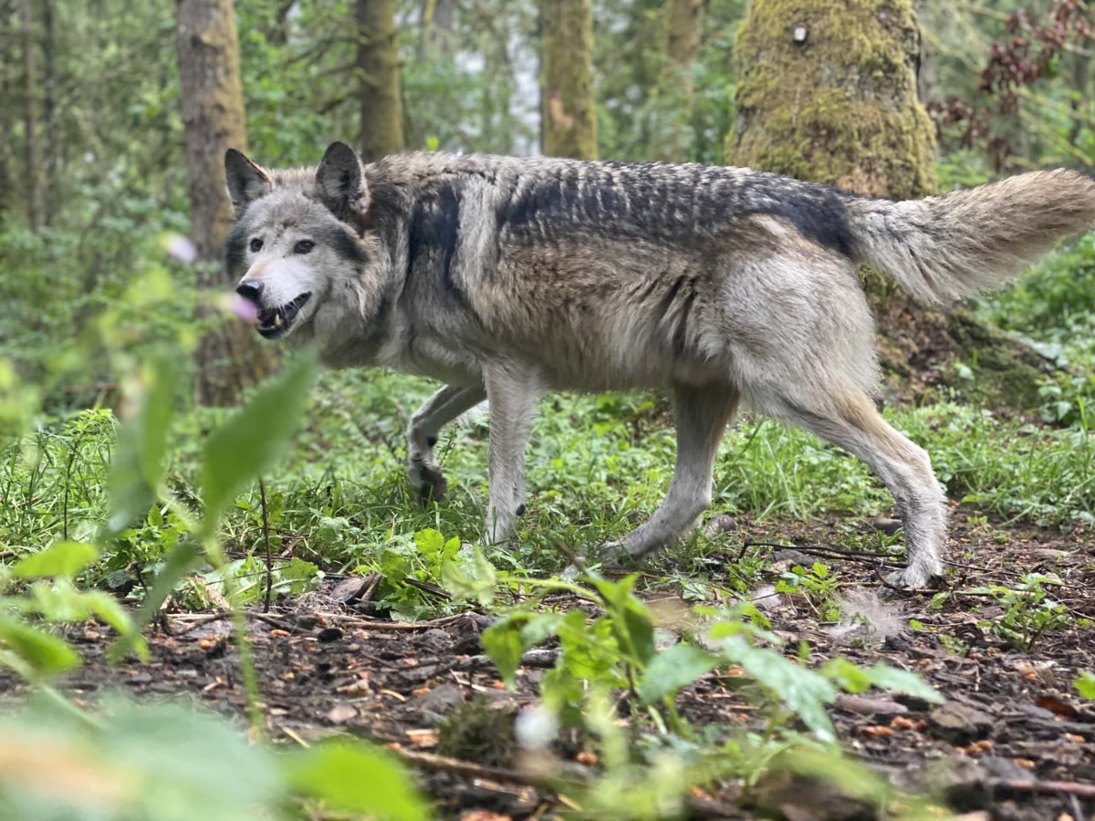 wolf attack in sitapur 