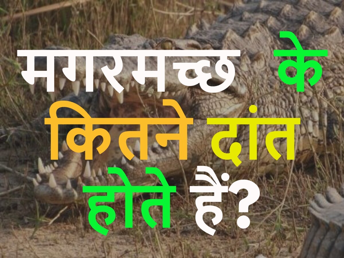 GK Quiz: मगरमच्छ के कितने दांत होते हैं?