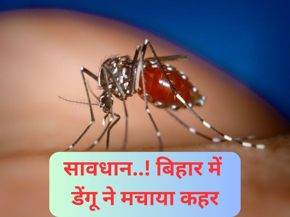 Dengue In Bihar: बिहार में कई जिलों में डेंगू तेजी से पसार रहा पांव, पटना बना हॉटस्पॉट, अब तक 675 केस 