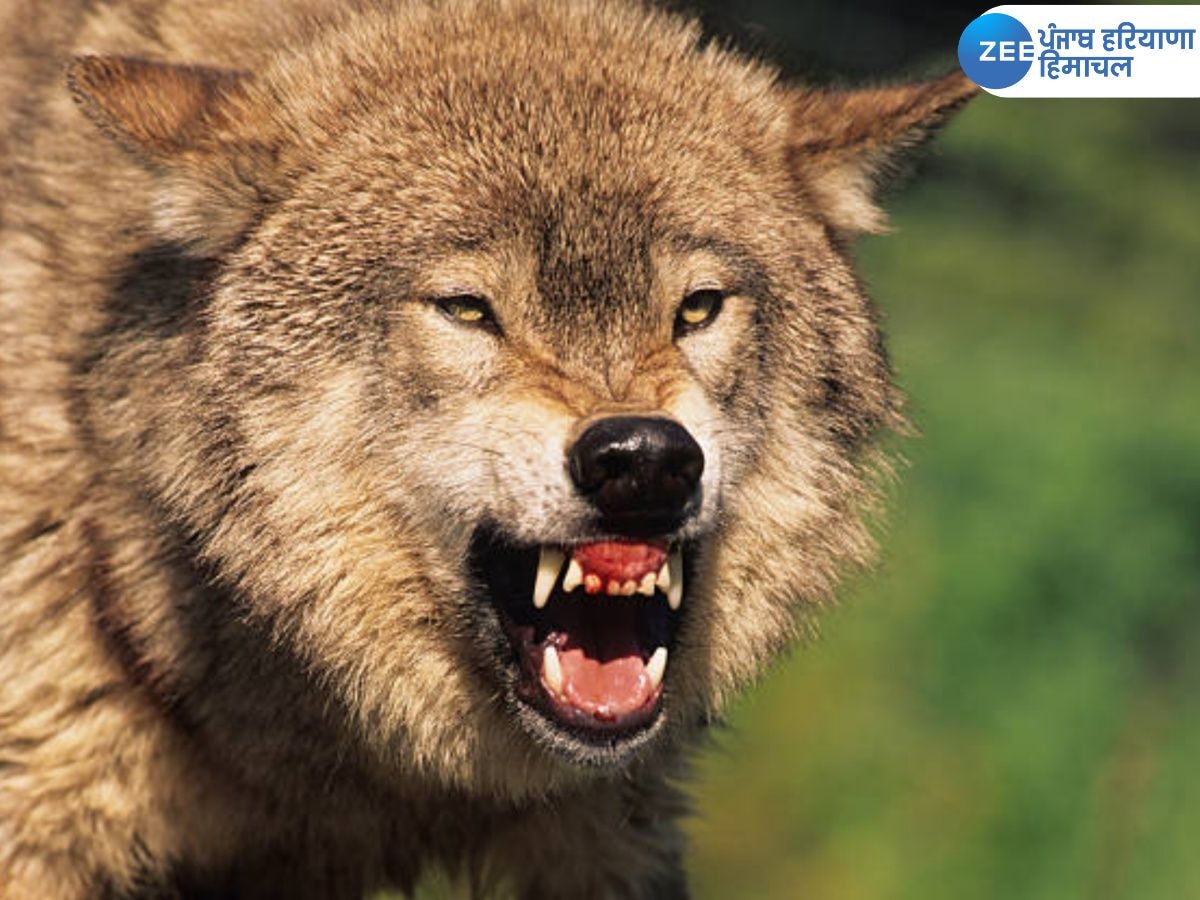 Wolf Attacks in Bahraich: ਬਹਿਰਾਇਚ 'ਚ ਭੇੜੀਏ ਦਾ ਆਤੰਕ! ਬਜ਼ੁਰਗ ਔਰਤ ਤੇ ਮਾਸੂਮ 3 ਸਾਲ ਦੀ ਬੱਚੀ ਨੂੰ ਬੁਰੀ ਤਰ੍ਹਾਂ ਨੋਚਿਆ