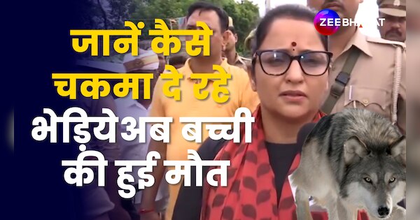 Wolf kills 3 year old girl bahraich dm monika rani told why wolvs are ...