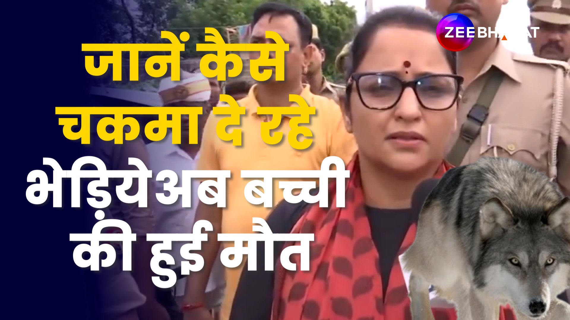 Wolf kills 3 year old girl bahraich dm monika rani told why wolvs are ...