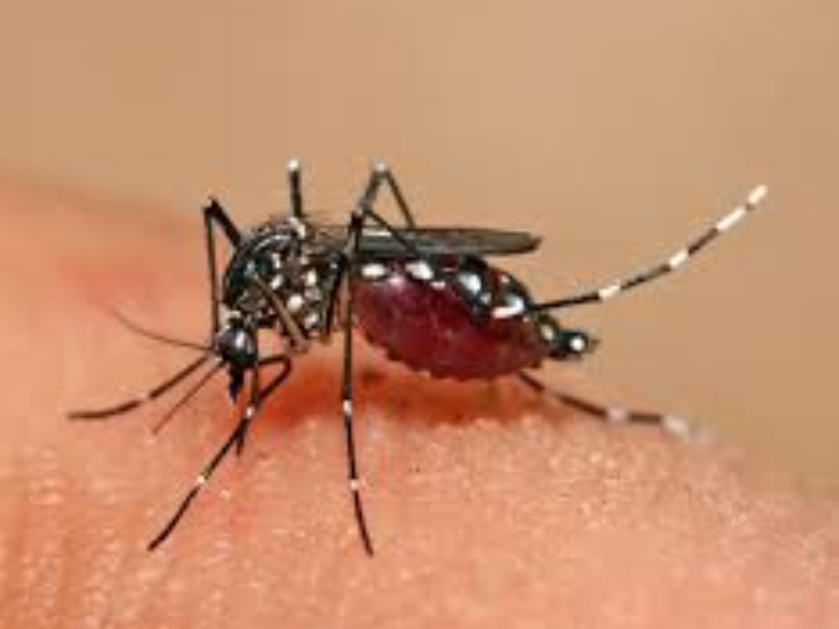 Dengue Fever: जानें कैसे पनपता है डेंगू मच्छर का लारवा, जिससे होता है बुखार