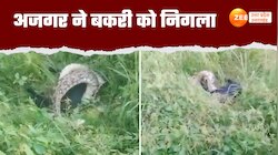 Video: जिंदा बकरी निगल गया अजगर, रोंगटे खड़े करने वाला वीडियो हुआ वायरल