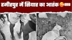 Video: घर में घुसे खूंखार सियार का अटैक, ग्रामीणों ने पीट-पीटकर मार डाला