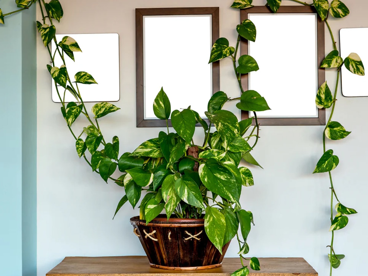 Which direction is best for money plant | money plant kis disha mein lagana  chahie | Money plant direction as per Vastu | मनी प्लांट में दूध डालने से  क्या फायदा होता