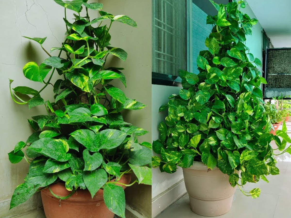 Which direction is best for money plant | money plant kis disha mein lagana  chahie | Money plant direction as per Vastu | मनी प्लांट में दूध डालने से  क्या फायदा होता