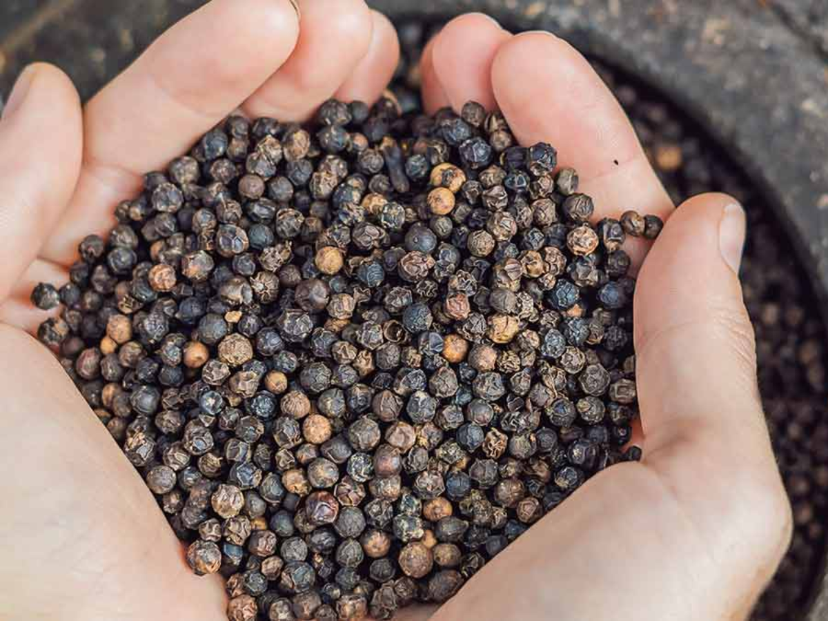काली मिर्च