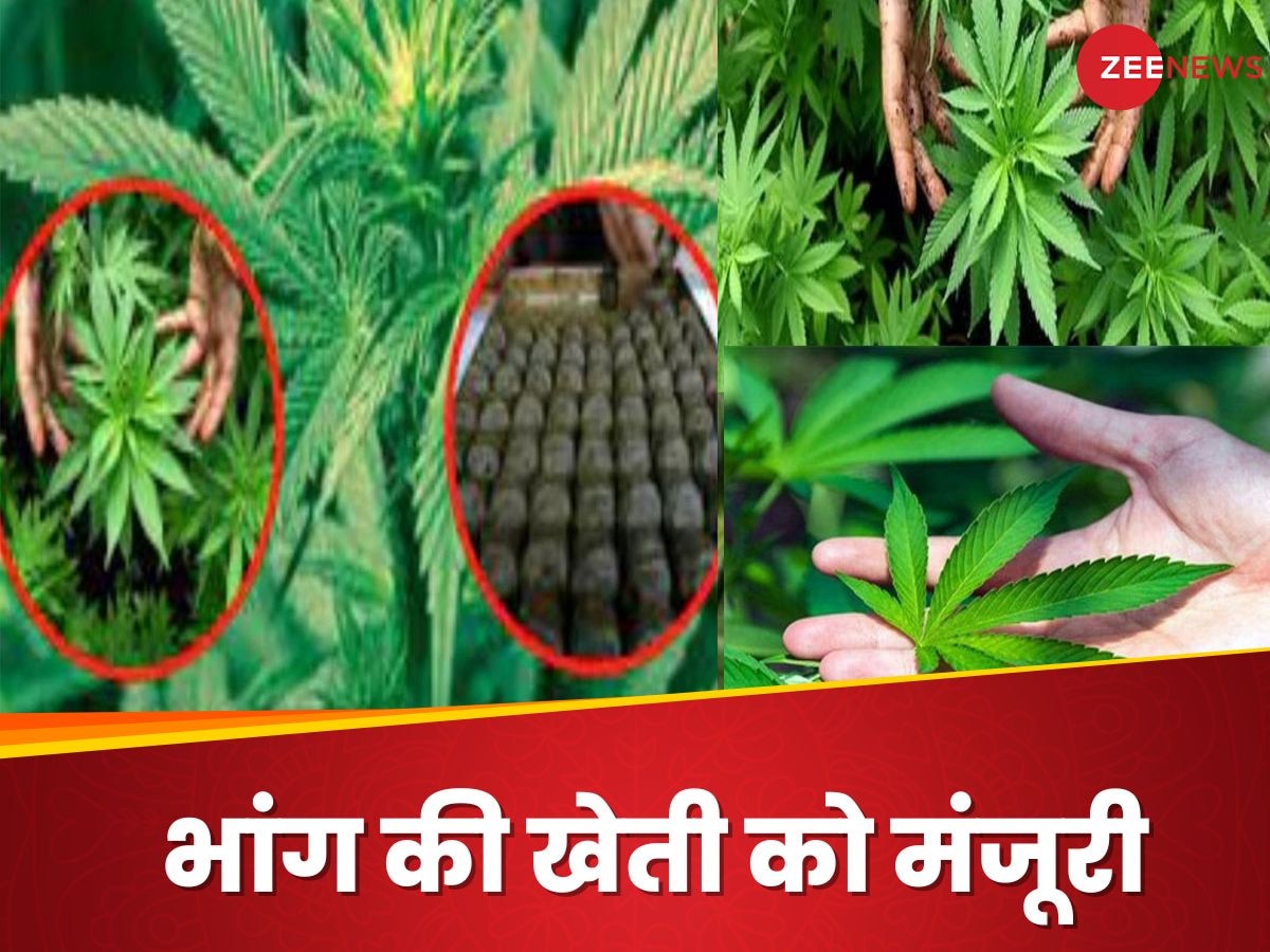 Cannabis bill: अब भांग की कमाई से चलेगी ये राज्य सरकार, वजह ही है कुछ ऐसी