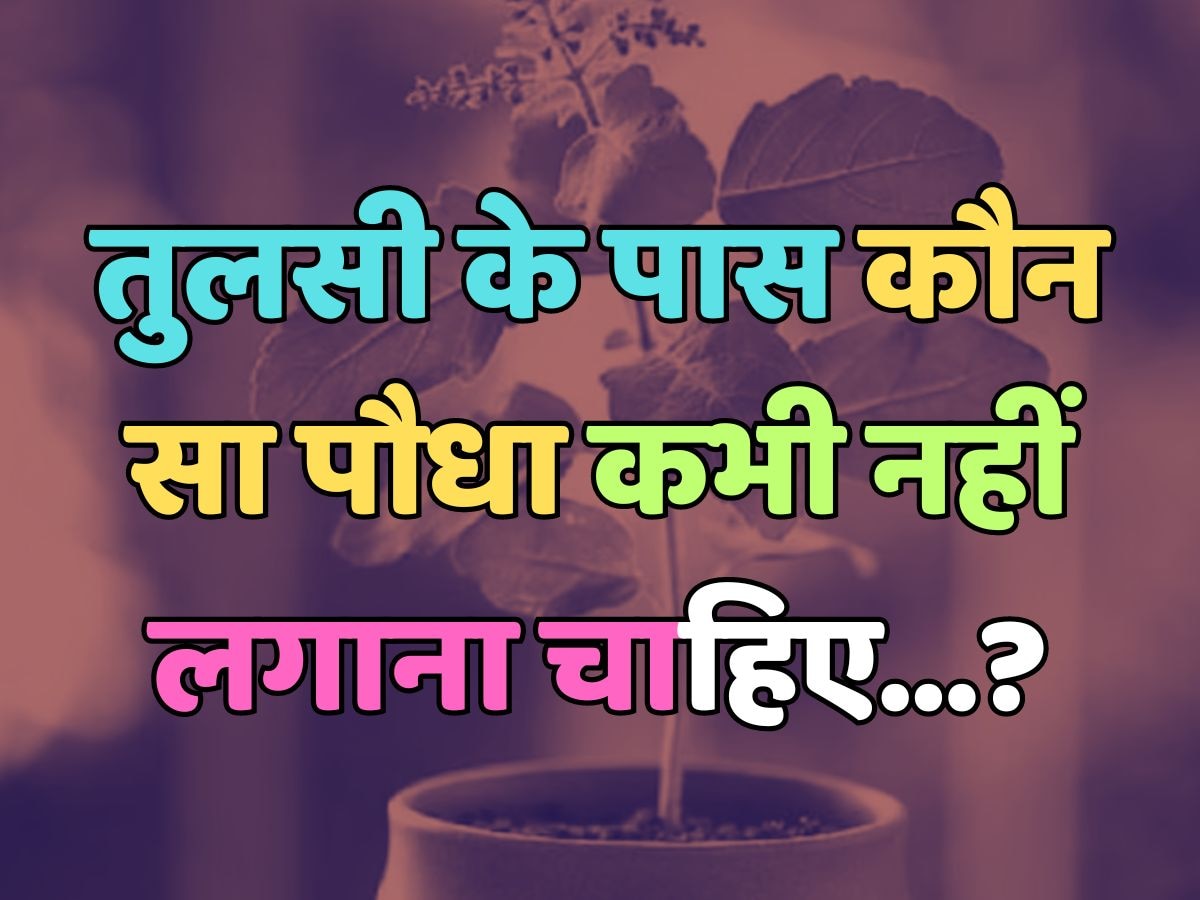 Which plant should never be planted near Tulsi