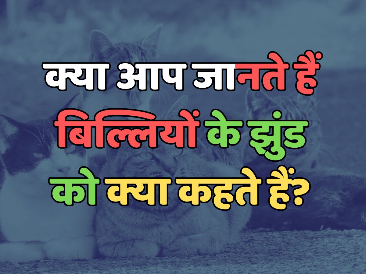 Trending Quiz : क्या आप जानते हैं, बिल्लियों के झुंड को क्या कहते हैं? 